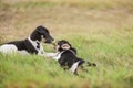 Two puppies and a stick