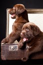 Two puppies in vintage suitcase