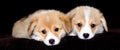 Puppies are watching the welsh corgi breed