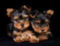 Two puppies of the Yorkshire Terrier on black