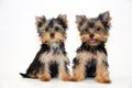 Two puppies Yorkshire terrier Royalty Free Stock Photo