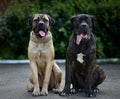 Two puppy of Italian Cane Corso sit