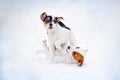 Two puppy Jack russel terrier playing