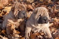 Two puppy shar-pei are sitting in the autumn foliage in the park.