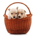 Two puppys in a basket