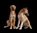 Two puppys of Russian borzoi Royalty Free Stock Photo