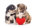 Two puppys with a toy heart.