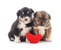 Two puppys with a toy heart