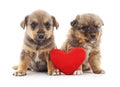 Two puppys with a toy heart Royalty Free Stock Photo