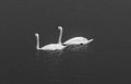 Two pure white swans swimming side by side on a dark lake, black Royalty Free Stock Photo