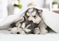 Two purebred Alaskan Malamute puppies sleeping under a blanket in a room