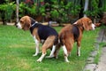 Two purebred beagle dog making love