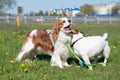 Two purebred dogs Cavalier King Charles Spaniel and Jack Russell walk in nature. Outdoor games Royalty Free Stock Photo