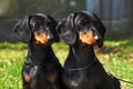 Two purebred dogs, a German smooth-haired Dachshund looking