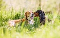 Two purebred dogs lying together on green lawn Royalty Free Stock Photo