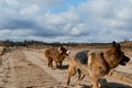 Two purebred dogs on walk along the sandy shore. Two dogs, German and Australian Shepherd, walk along sandy quarry. An adult dog