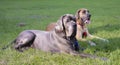 Two purebred Great Danes that are lying on green grass Royalty Free Stock Photo