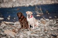 Two purebred labradors outdoors and The early spring and the river Royalty Free Stock Photo