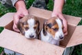 Two purebred puppies an Estonian hound in a cardboard box. The b Royalty Free Stock Photo