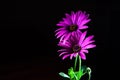 Two purple African daisies on black. Royalty Free Stock Photo