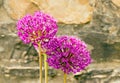 Two purple Allium plant heads in Spring