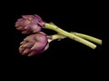 Two purple artichokes on black background.