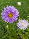 Two purple asters of different shades close-up. Royalty Free Stock Photo