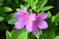 Two purple azalea blossoms in spring Royalty Free Stock Photo