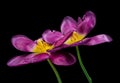 Two purple blooming tulips with green stem isolated on black background. Close-up studio shot. Royalty Free Stock Photo