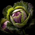 Two purple cabbages on black background