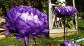 Two purple chrysanthemums