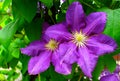 Two purple clematis flowers close-up Royalty Free Stock Photo