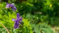 Two purple clematis flowers closeup on blurry green garden background Royalty Free Stock Photo