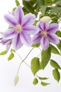 Two purple clematis flowers Royalty Free Stock Photo