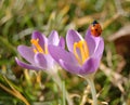 Two purple colored crocus flower and a lady bug Royalty Free Stock Photo