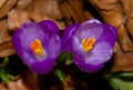 Two purple crocus flowers among dry autumn leaves Royalty Free Stock Photo