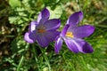 Two purple crocuses Royalty Free Stock Photo