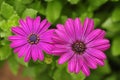 Two purple daisies Royalty Free Stock Photo