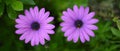 Two purple daisies Royalty Free Stock Photo