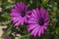 Two purple dimorphic flowers with drops