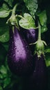 two purple eggplants with water droplets on them Royalty Free Stock Photo