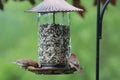 Two purple Finches on a backyard birdfeeder Royalty Free Stock Photo