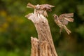 Two Purple Finches fighting in air Royalty Free Stock Photo