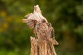 Two Purple Finches fighting for perch Royalty Free Stock Photo