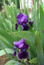 Two purple flowers of Iris germanica in May Royalty Free Stock Photo