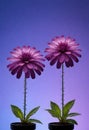 two purple gerber daisy flowers in pots on a blue background Royalty Free Stock Photo