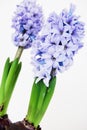 Two purple hyacinths