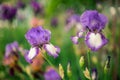 Two purple iris flowers growing in a spring garden Royalty Free Stock Photo