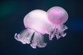 Two purple jellyfish rhizostoma pulmo underwater Royalty Free Stock Photo