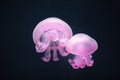 Two purple jellyfish rhizostoma pulmo underwater Royalty Free Stock Photo